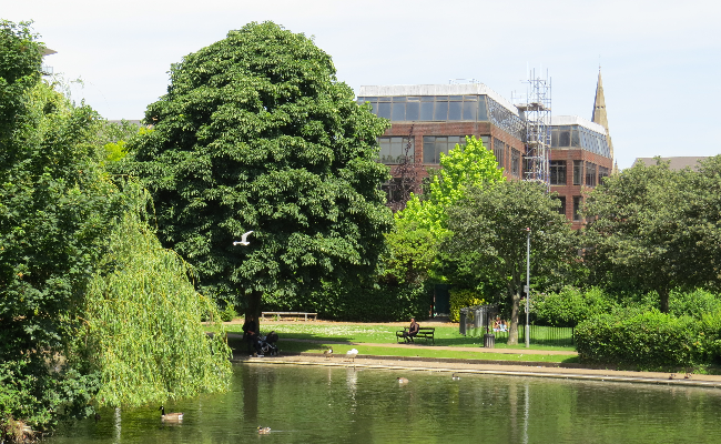 A lake with trees and greenery around